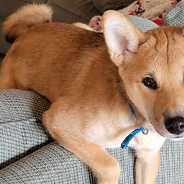 Shiba Inu from Lakeshore Shiba Inus