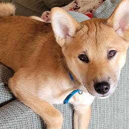 Shiba Inu from Lakeshore Shiba Inus