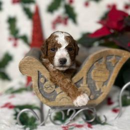 Chestnut - Red  male Goldendoodle puppy in Roseburg, Oregon from Dbos Furry Friends