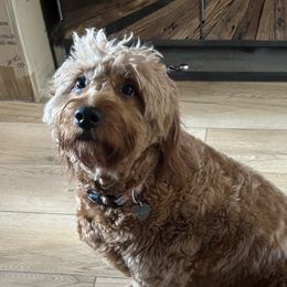 Holly - Goldendoodle