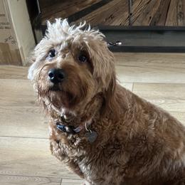 Holly - Goldendoodle