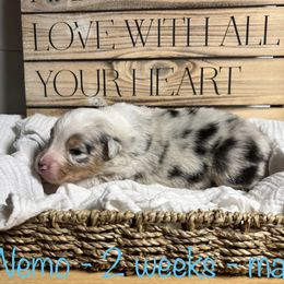 Australian Shepherd Puppies from Kayla's Aussies