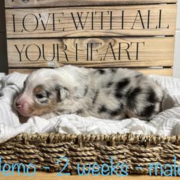 Australian Shepherd Puppies from Kayla's Aussies