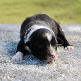 Orion - Black & white male Miniature Australian Shepherd puppy in Bauxite, Arkansas from J and B Mini Aussies