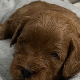 Cavapoos, Goldendoodles, and Poodles from Diamond Companions