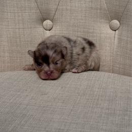 Milano - Chocolate merle male Pomeranian puppy in Canandaigua, New York from Fingerlakes Pomeranians