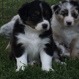 Australian Shepherd Puppies from Integrity Australian Shepherds