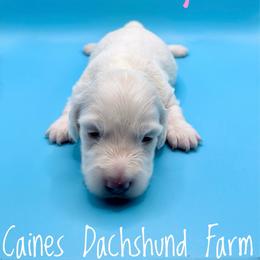 Wellsy - Cream female Dachshund puppy in Cincinnati, Ohio from Caines Dachshund Farm