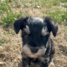 Abner - Black and silver male Miniature Schnauzer puppy in Woodburn, Kentucky from Southern Kentucky Schnauzers