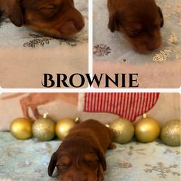 Brownie - Chocolate and tan male Dachshund puppy in Saint Paul, Minnesota from Vibrant Eyes Doxies