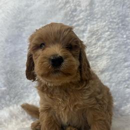 Boy 5- 7744 - Apricot male Goldendoodle puppy in Wever, Iowa from JK Royal Lines
