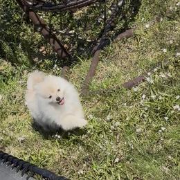 Sable - Orange parti male Pomeranian puppy in University City, Missouri from Textilepoms