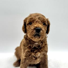 Muffin - Red female Cavapoo puppy in La Vernia, Texas from Texas Teddy Bears