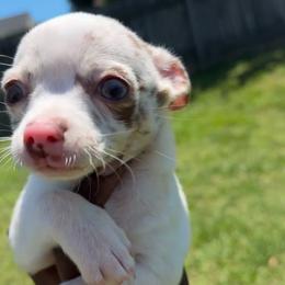 Chip - Cream and white male Chihuahua puppy in Charlotte, North Carolina from Lawinski’s Chihuahua World