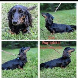 Zoe - Dachshund