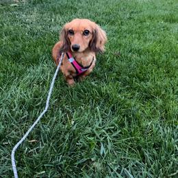 Fern - Dachshund