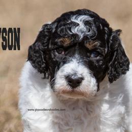 Dawson - Parti male Labradoodle puppy in Saint Cloud, Minnesota from Grace Kennel