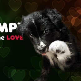 Australian Shepherd Puppies from 303 Aussies