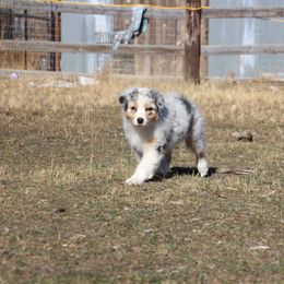 Fauna - Blue merle female Australian Shepherd puppy in Wheatland, Wyoming from Jorvik Australian Shepherds