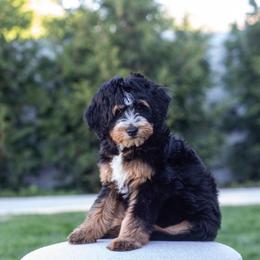 Lucy - Tri-color female Bernedoodle puppy in South Jordan, Utah from Lady Paws Puppies - Cassie