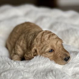 Nala - Red female Labradoodle puppy in San Antonio, Texas from I Love U Back Labradoodles, LLC