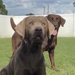 Dilute Retrievers from Vanessa Ramírez