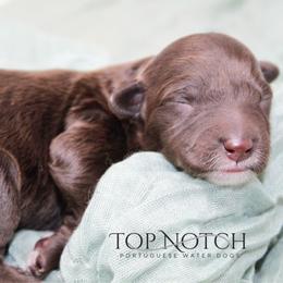 Boy 2 - Brown and white male Portuguese Water Dog puppy in Asheville, North Carolina from Top Notch Portuguese Water Dogs