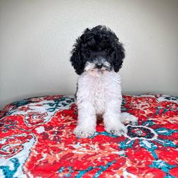 Ace - Parti male Poodle puppy in Los Angeles, California from Exquisite Doodles
