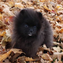 Toby - Black male Pomeranian puppy in Memphis, Michigan from Magix'z Pomeranians