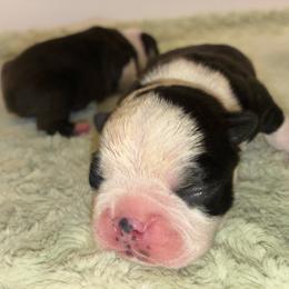 Boy 2 - Black brindle and white male Boston Terrier puppy in Coopertown, Tennessee from Toon’s Boston Terriers