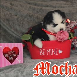 Mocha - Black and white Pomsky puppy in Spring Hill, Florida from Whitmore Wolfpack LLC