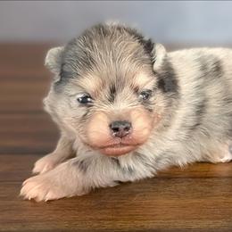 King - Blue merle male Pomeranian puppy in Fultonville, New York from Sandy Aussies & Pomeranians