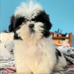 Ruby - Brindle female Shih Tzu puppy in Stroudsburg, Pennsylvania from Puppyville Pa Shih Tzu & frenchies