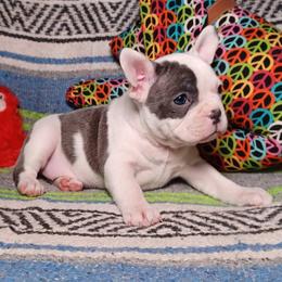 French Bulldog and German Shorthaired Pointer Puppies from Old Orchard Farm