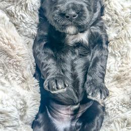 Boy 1 - Black and white male Bernedoodle puppy in Otisville, Michigan from Danie’s Darling Doodles LLC