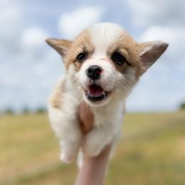 Duchess - Blue - Red female Pembroke Welsh Corgi puppy in Milan, Georgia from Williams’ Welsh Corgis LLC