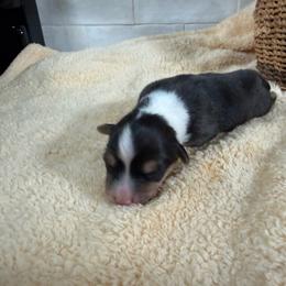 Ian-fluffy - Black and tan male Pembroke Welsh Corgi puppy in Stillwater, Oklahoma from Steele Family Farms