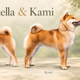 Stella Alpha Boy 2 (Hank) - Red male Shiba Inu puppy in Brecksville, Ohio from Shomaisou Shiba Inu