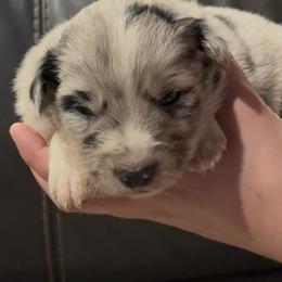 Dozer - Blue merle male Border Collie puppy in North Lakeport, California from Wild Rose Ranch