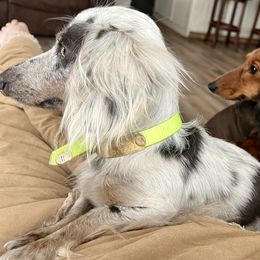 George - Dachshund