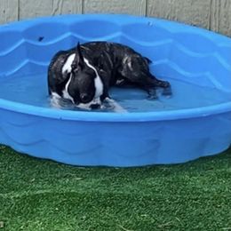 Boston Terrier Puppies from Angie's Little Bostons