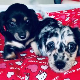 Dachshund Puppies from Meldox