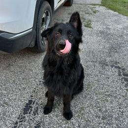 Vader - Black male German Shepherd puppy in Watervliet, Michigan from M&M Shepherd Farms
