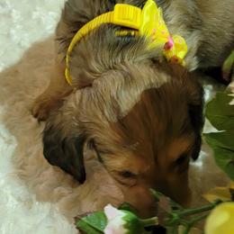 Dachshund Puppies from CLARK'S BREEDING PROGRAM