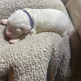 Purple collar - Parti male Goldendoodle puppy in Mc Cook, Nebraska from Powers Doodles