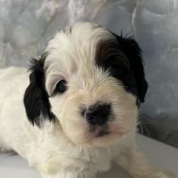 Lilah - Black and white female Cockapoo puppy in Lebanon, Missouri from Cobbs Creek Canines