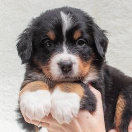 Bernese Mountain Dog Puppies from Berner Dynasty