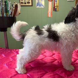 TopBrass Code Red 'Dewey' - Silver male Chinese Crested puppy in Auburn, Kansas from TopBrass Kennels