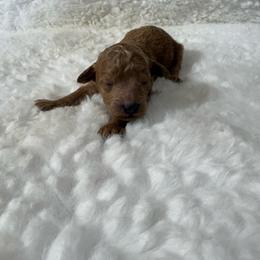 Maple - Apricot female Goldendoodle puppy in Wever, Iowa from JK Royal Lines