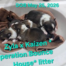 LITTLE Axel - Sable and white male Shetland Sheepdog puppy in Houston, Texas from LaLa's Lilliputian Lassies
